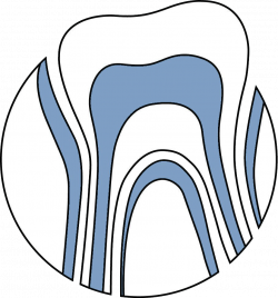 Endodontist Bradenton | Endodontics Lakewood Ranch | Root Canal ...