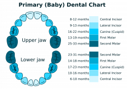 Clipart - Primary Dental Chart