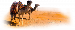 Camel PNG Clipart | PNG Mart