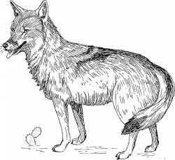 28+ Collection of Desert Coyote Drawing | High quality, free ...