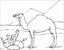 Free Drawing Of Animal Camel In Desert, Download Free Clip ...