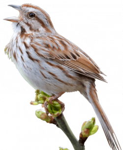 Swamp Sparrow clipart png transparent - Pencil and in color swamp ...