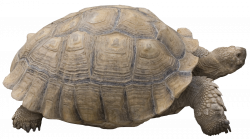 Tortoise PNG by EveLivesey.deviantart.com on @deviantART | Animal ...