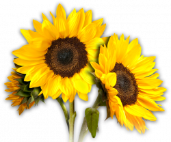 Sunflower Clipart - clipart