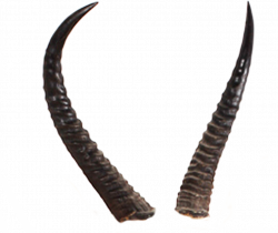 724 Horns 02 by Tigers-stock on DeviantArt