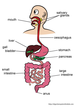 Digestive System Project | Teaching: Human Body - Digestive System ...