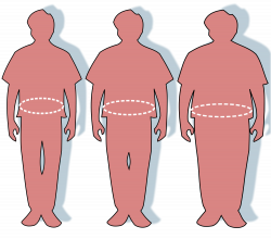 Insights into fat signaling could boost the fight against obesity ...