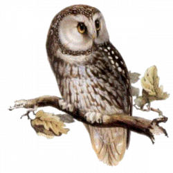 Clipart owl bird - Graphics - Illustrations - Free Download on ...