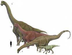 1. Brachiosaurus altithorax 2. Camarasaurus sumpremus 3. Diplodocus ...
