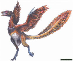 Feathered Dinosaurs - archaeopteryx | Scientific Illustrations ...