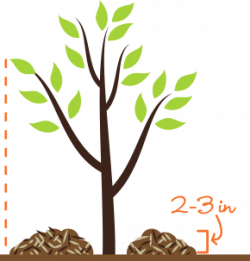 TreeBaltimore | Mulch Your Tree