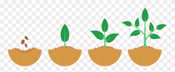 Seeds Take Time To Grow - Growing Process Of A Plant Clipart ...