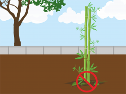 How to Grow Bamboo from Seed: 15 Steps (with Pictures) - wikiHow