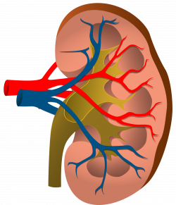 Nephrology Acute kidney injury Chronic kidney disease - organ 3291 ...