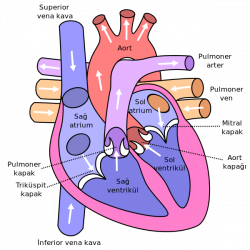 Ventricular Septal Defect (VSD) - How To Guide | Tips And Tricks ...