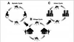 Epidemiologic cycles of Chikungunya virus. A. Sylvatic cycle. The ...