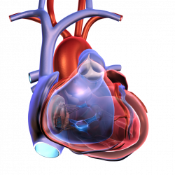 Love Your Heart: Preventing Heart Attack, Cardiac Arrest – Health ...