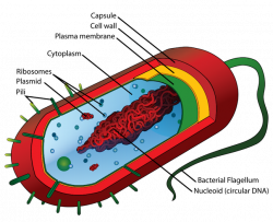 Pathogens - Body systems