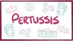 Bordetella pertussis (Pertussis/whooping cough)
