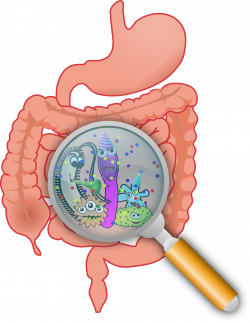 Clipart - Party in the intestines