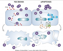 Figure 4 from Staphylococcus aureus vs. Osteoblast ...