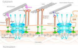 Research | Molecular Cell Biomechanics Lab