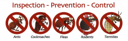 Pest Control Service Provider in Ahmedabad — Bird (Pigeon) Control ...