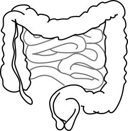 Intestines Drawing at GetDrawings.com | Free for personal use ...