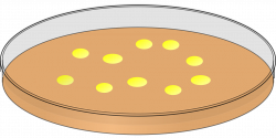 Petri dish with yellow bacteria free image