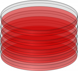 Red Petri Dish Clip Art at Clker.com - vector clip art online ...