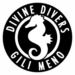 Divine Divers Gili Meno - Gilibookings.com
