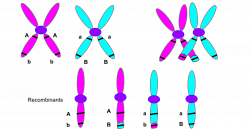 Chromosomal crossover - Wikipedia