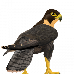28+ Collection of Peregrine Falcon Clipart | High quality, free ...