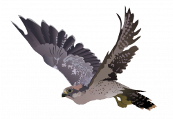 28+ Collection of Falcon Bird Clipart | High quality, free cliparts ...