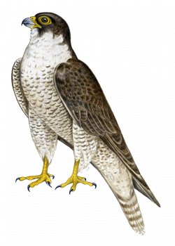 28+ Collection of Falcon Clipart Png | High quality, free cliparts ...