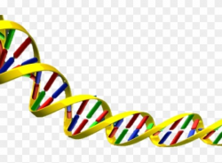 Science clipart dna double helix free transparent png ...