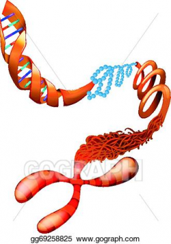 EPS Vector - Dna chromosome. Stock Clipart Illustration ...