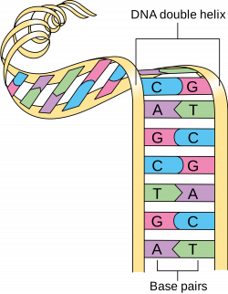 File:Diagram showing a double helix of a chromosome CRUK 065.svg ...