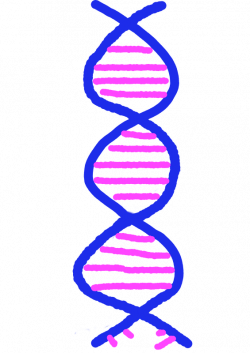 DNA – The Molecule of Life Factsheet – Nyenyedzi Bio