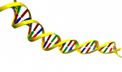 Dna Clipart Free | Free download best Dna Clipart Free on ClipArtMag.com