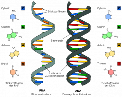 mamonati: differences between dna and rna