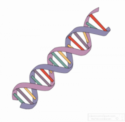 Science Animated Clipart: dna-strands-animated