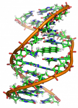 DNA - Wikipedia