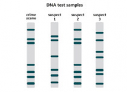 Search Results for dna - Clip Art - Pictures - Graphics ...