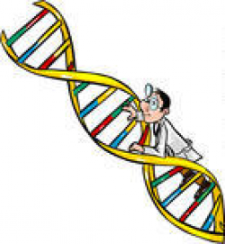dna ladder | Clipart Panda - Free Clipart Images