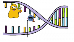 Primase - DNA Replication