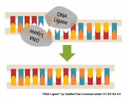 DNA Ligase - Building a Bridge with DNA