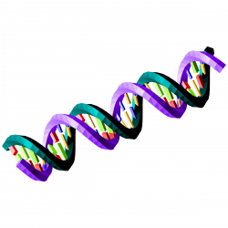 Clipart - Double-stranded DNA sequence