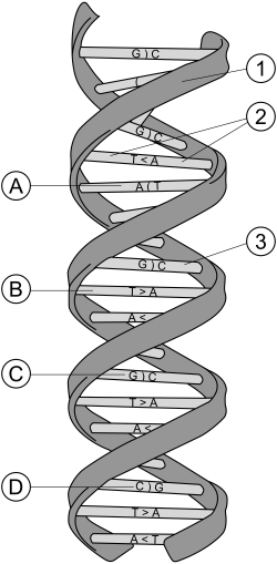 File:DNA structure and bases.svg - Wikimedia Commons