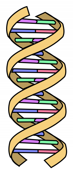 File:DNA simple.svg - Wikimedia Commons